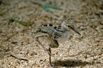 a black winged stilt chick