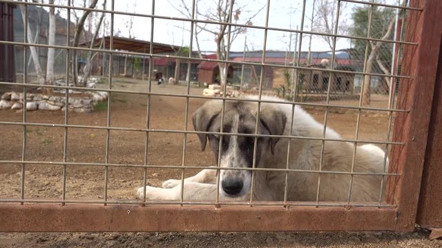4K Young dogs  in pen behing fencing 