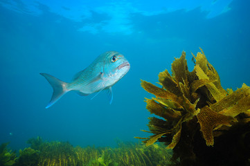 Fototapeta na wymiar Adult Australasian snapper Pagrus auratus swimming above fields of seaweeds in blue ocean.
