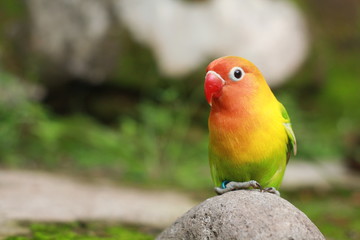 love birds are colorful and beautiful