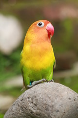 Fototapeta na wymiar love birds are colorful and beautiful