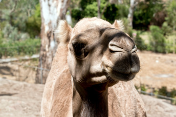 a dromedary camel outdoors