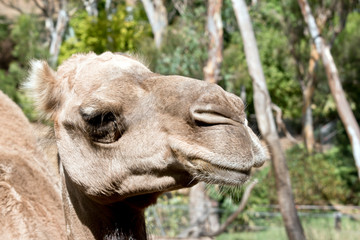 A close up of a dromedary camel
