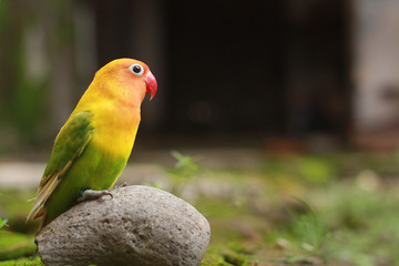 love birds are colorful and beautiful