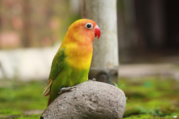 love birds are colorful and beautiful