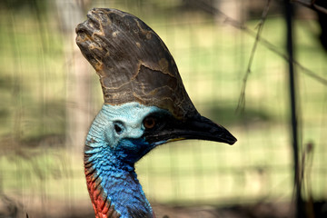 this is a close up of a cassowary