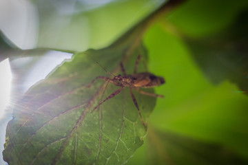 Close up of the bug on a green leaf