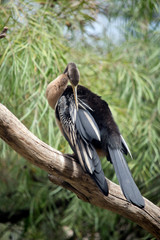 the darter is preening himself