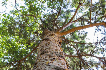 View from below of the trunk and branches of a tree