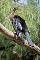 a darter on a branch