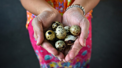 The hands of the rural women are holding many quail eggs on both hands.