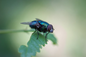 Close up of a fly sitting on the green leaf, blurred background