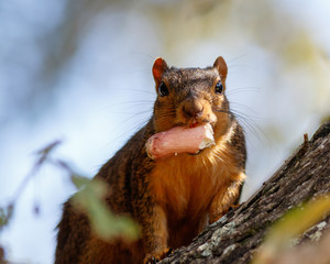 Fox Squirrel with snack