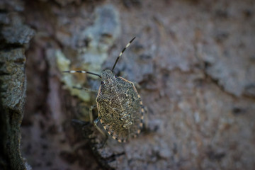 Close up of the Halyomorpha halys (Brown marmorated stink bug) on the bark of tree