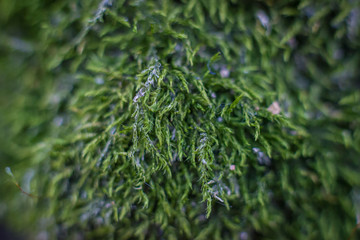 Green Moss Closeup in Summer