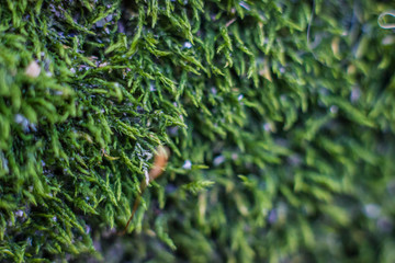Green Moss Closeup in Summer