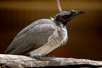 this is a close up of a noisy friar bird