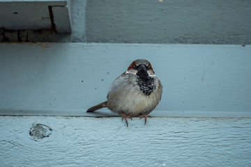 one cute male brown sparrow resting under grey wooden roof looking at you