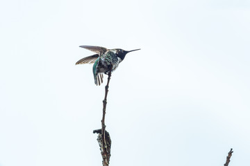 tiny beautiful Ana's humming bird resting on the tip of a twig under bright sky flipping its wings