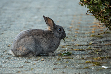 cute grey rabbit eating leaves on the roadside belong green bushes