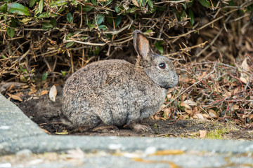 Naklejka na ściany i meble brown rabbit sitting besides green bushes on the road side having a rest