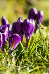 bunch of purple crocus flowers blooming on green grass field under the sun in the park with blurry background