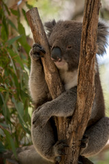 an Australian koala in a tree