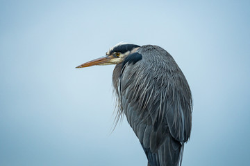 close up portrait of one great blue heron resting under the wind under overcast sky