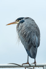 close up portrait of one great blue heron resting under the wind under overcast sky