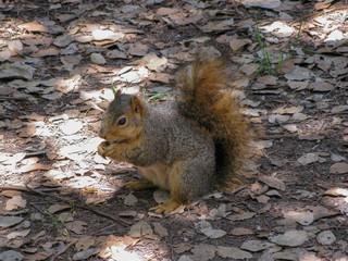 red squirrel eating a nut