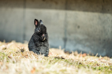 Obraz premium cute tiny black bunny sitting on dry grass field under the sun brushing its nose with its paws 
