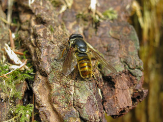 bee fly on bark