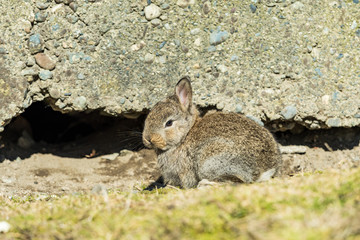 adorable brown bunny with short ears sitting besides cracked concrete wall in the garden enjoying some afternoon sun