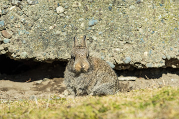 adorable brown bunny with short ears sitting besides cracked concrete wall in the garden looking at you while enjoying some afternoon sun
