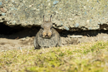 adorable brown bunny with short ears sitting besides cracked concrete wall in the garden looking at you while enjoying some afternoon sun