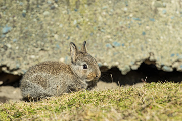 Naklejka na ściany i meble adorable brown bunny with short ears laying besides cracked concrete wall in the garden while enjoying some afternoon sun