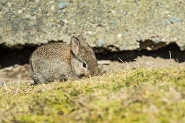 adorable brown bunny with short ears laying besides cracked concrete wall in the garden eating while enjoying some afternoon sun