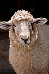 A close up of a  young lamb