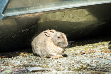 grey rabbit laying on the ground with its ears down to its back resting under metal cover on a...