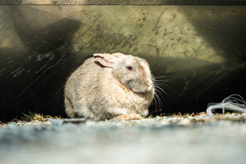 grey rabbit laying on the ground with its ears down to its back resting under metal cover on a...