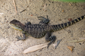 a water dragon lizard