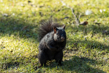 Obraz na płótnie Canvas cute black squirrel standing on green grassy ground looking at you under the sun in the park