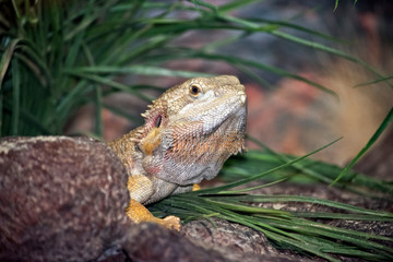 A close up of a  bearded dragon lizard