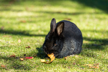 cute tiny black rabbit eating apple peel on green grass field in the park under the sun 