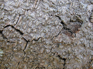 bark texture