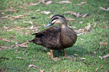 pacific black duck in a field