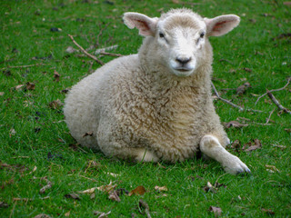Naklejka na ściany i meble sheep on green grass