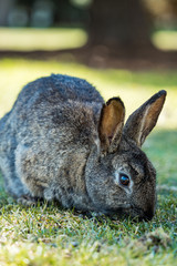 cute grey rabbit laying on the ground eating grasses in the shade on a sunny day.