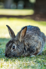 cute grey rabbit laying on the ground eating grasses in the shade on a sunny day.
