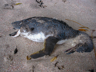 dead blue penguin partially covered by sand on a beach